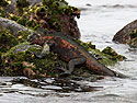 Marine iguana, Punta Suarez, Espanola Island, Galapagos, Dec.12, 2004.