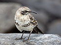 Mockingbird, Punta Suarez, Espanola Island, Galapagos.