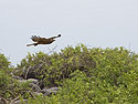Galapagos Hawk, Punta Suarez, Espanola Island, Galapagos.