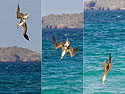 Blue-footed booby becomes a missle, Punta Cormorant, Floreana Island, Galapagos.