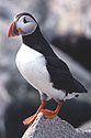 Puffin, Machias Seal Island 2004.  Scanned from slide.