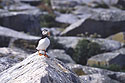 Puffin takes flight, Machias Seal Island.  Scanned from slide.