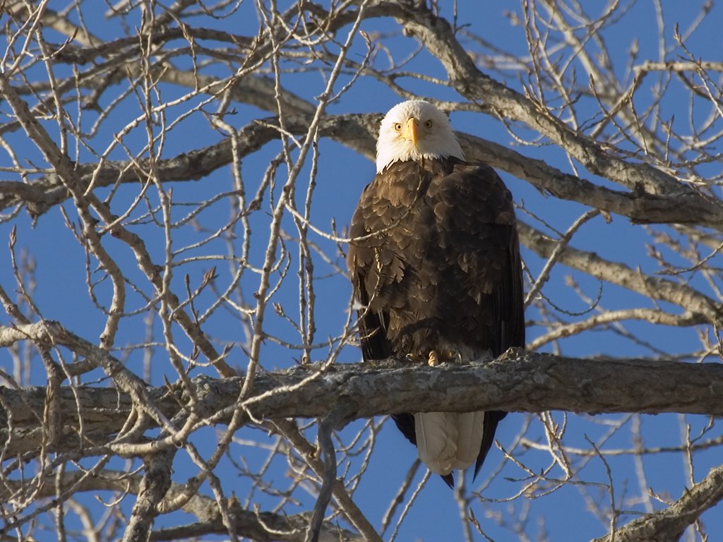 Bald Eagle along the Mississippi River.  Click for next photo.