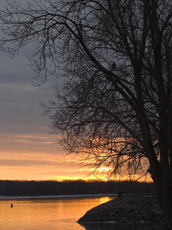 A lone Bald Eagle can be seen roosting at sunset along the Mississippi River.  Click for next photo.