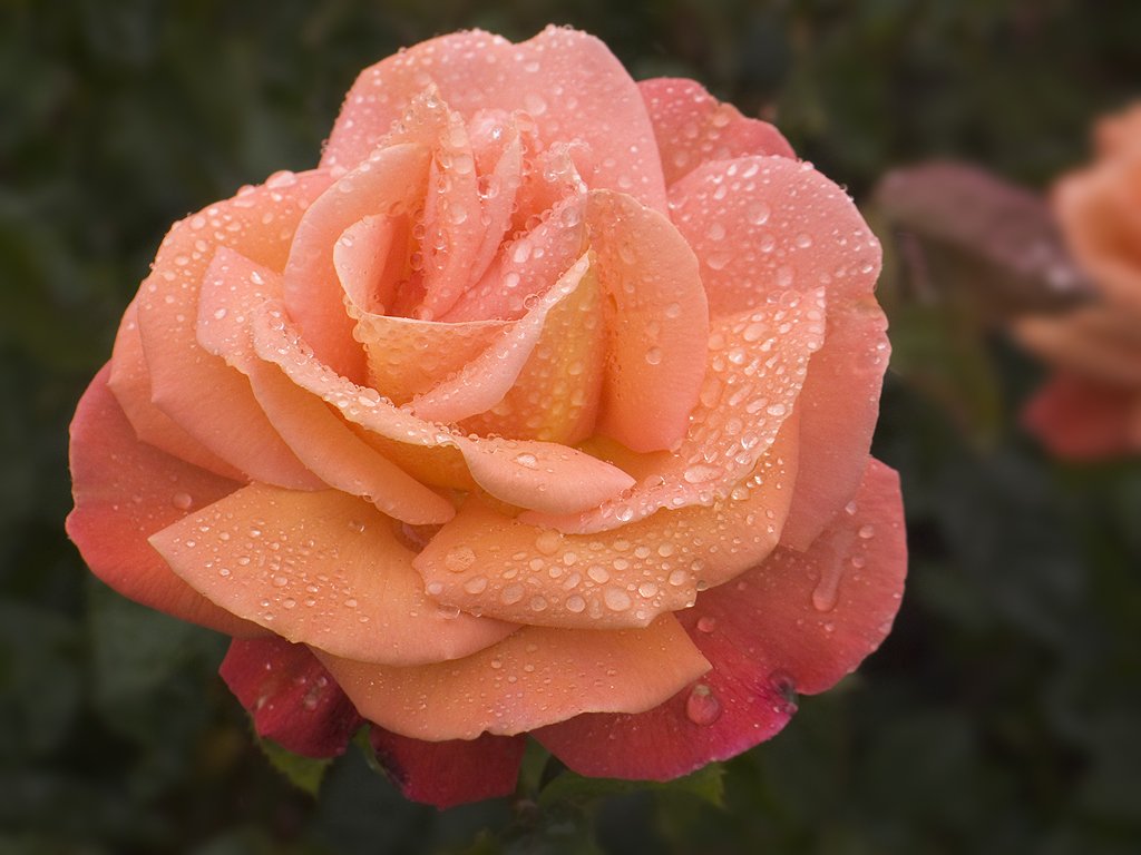 Rose in the rain, Powerscourt Garden, Ireland.  Click for next photo.