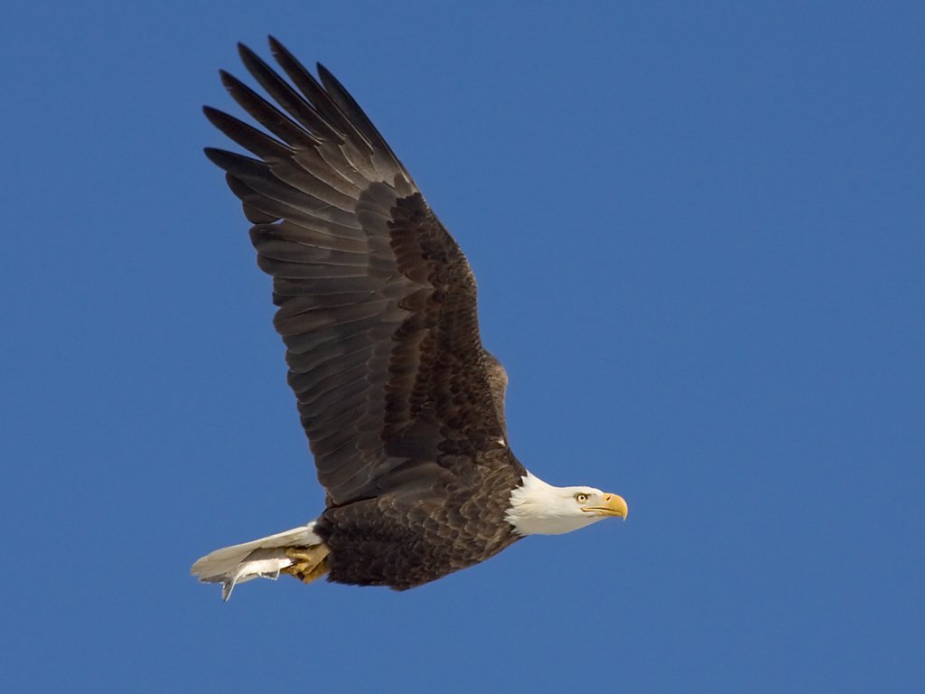 Eagles along the Mississippi Photos on
