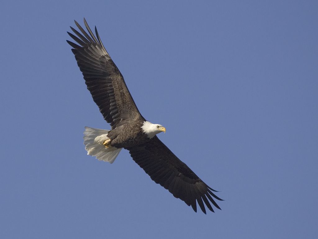 Bald Eagle along the Mississippi River, 2005.  Click for next photo.