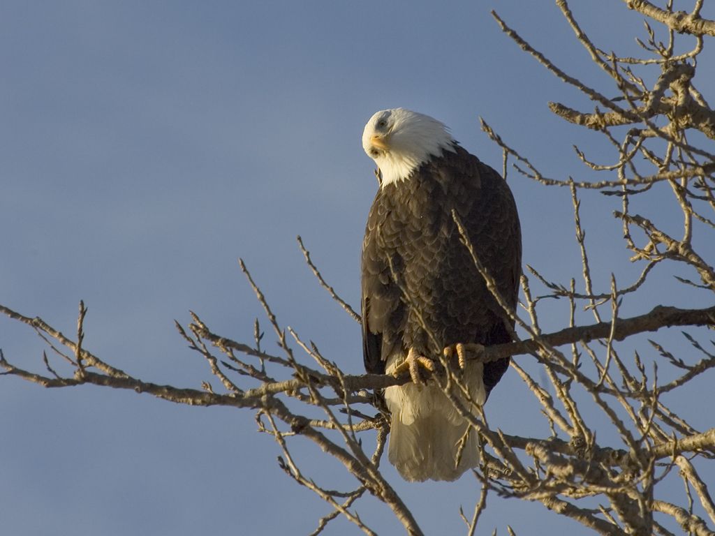 Eagles along the Mississippi Photos on