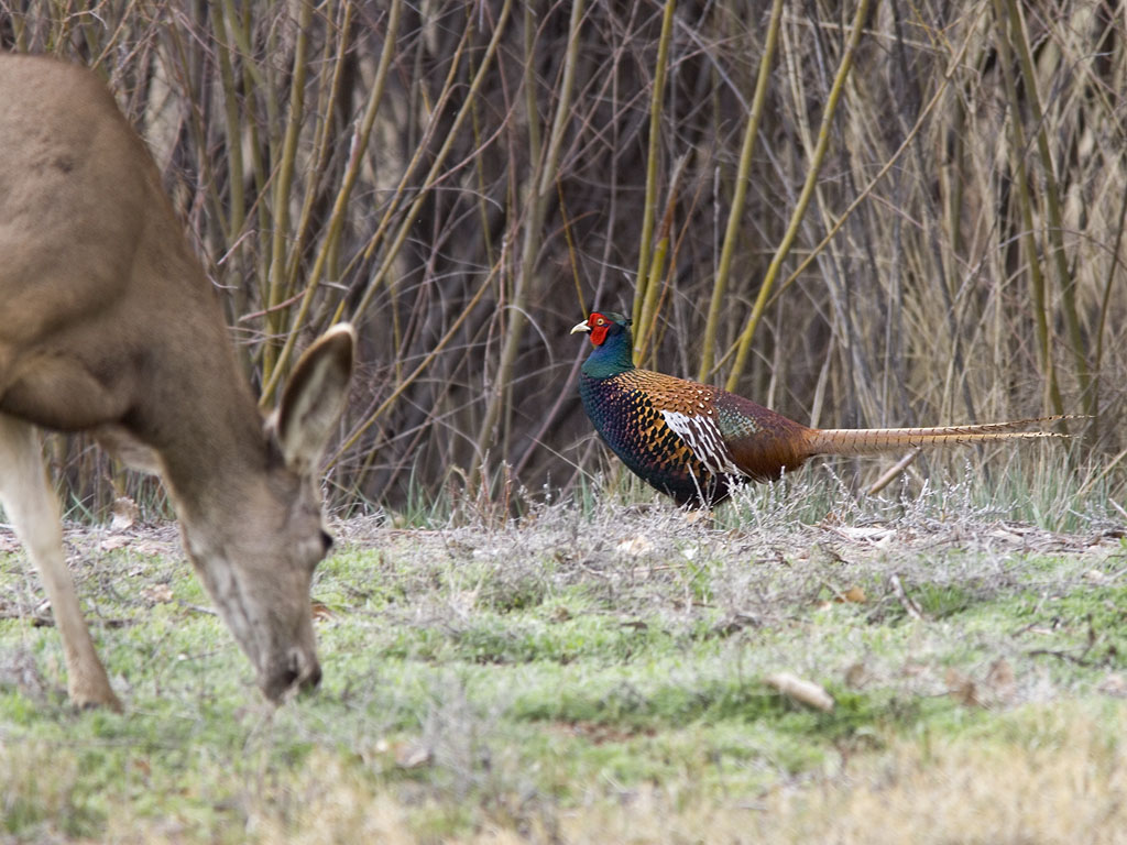 Pheasant, Bosque del Apache.  Click for next photo.
