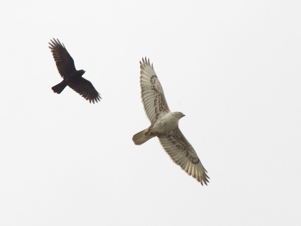 Hawk being mobbed by a raven, Bosque del Apache.  Click for next photo.