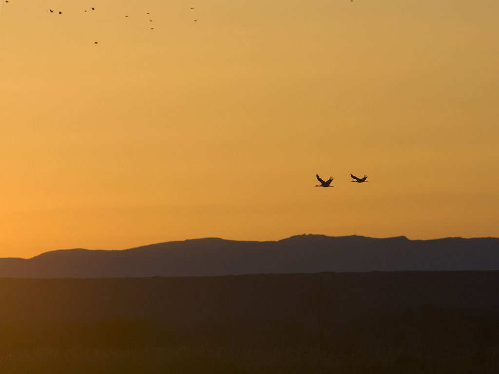 Cranes fly toward the rising run, Bosque del Apache.  Click for next photo.