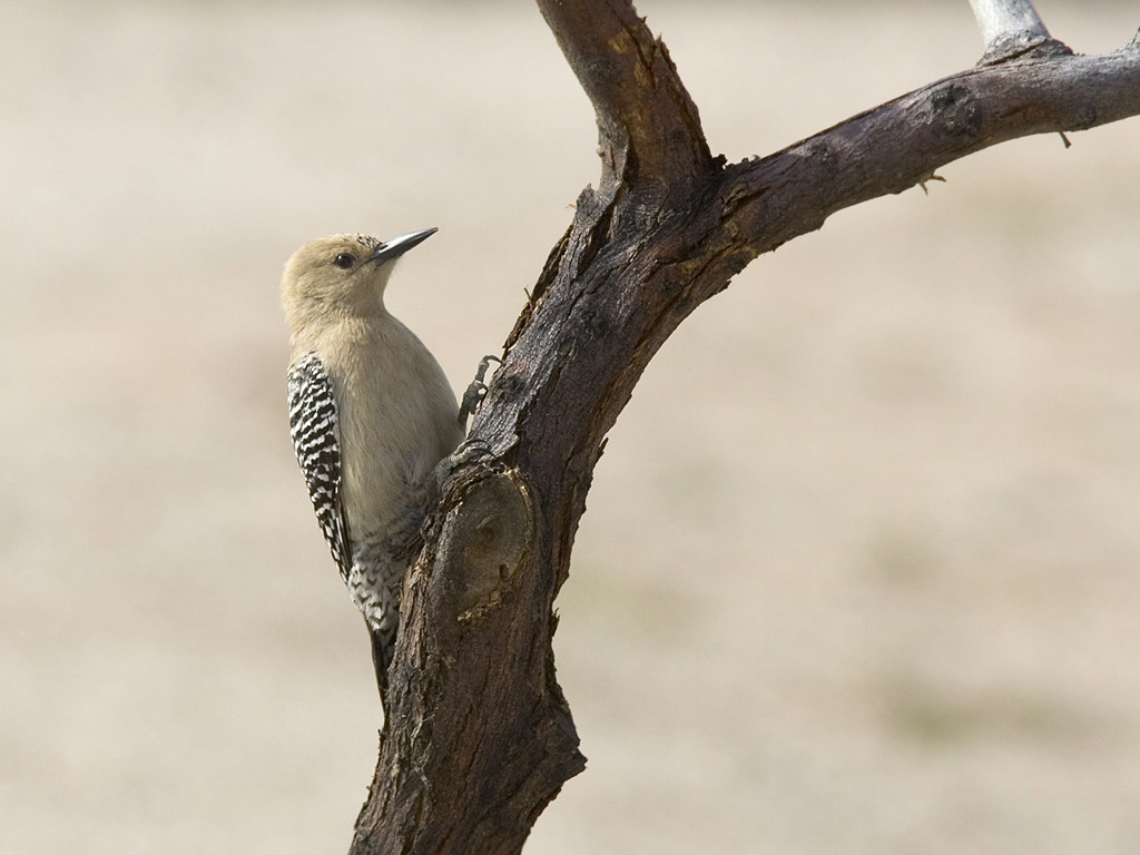 Gila Woodpecker, I-10 rest stop south of Phoenix, March 2005.  Click for next photo.