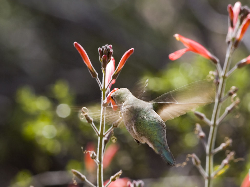 Hummingbird, Desert Botanical Garden, Phoenix.  Click for next photo.