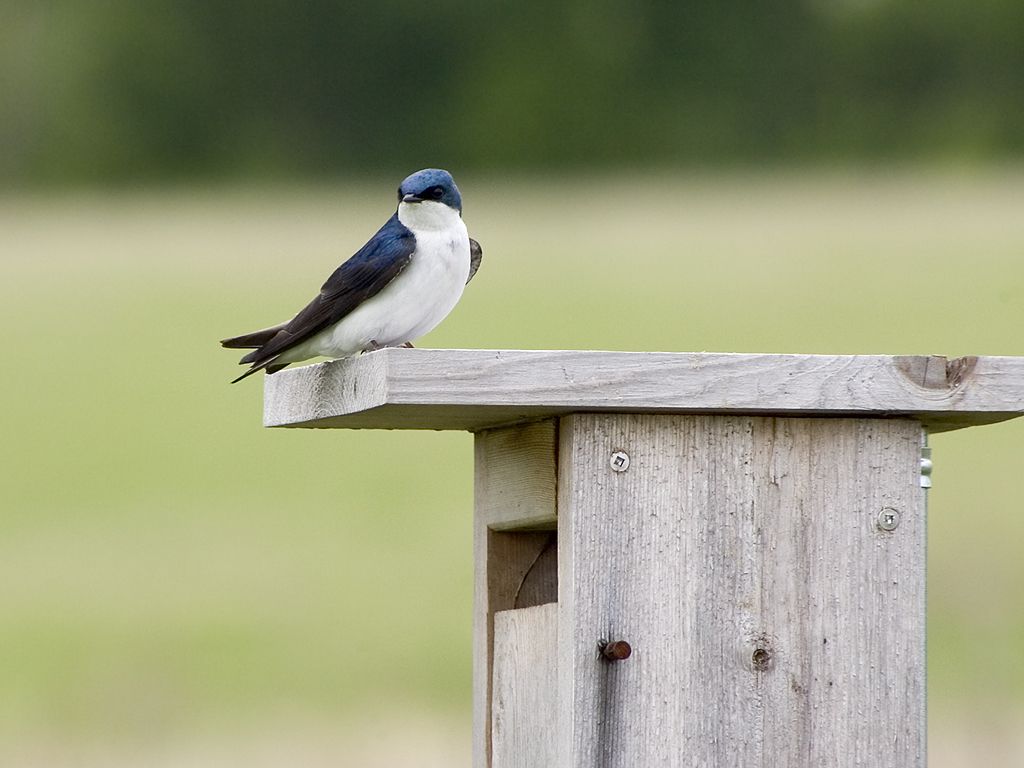 Swallow, Horicon NWR, Wisconsin.  Click for next photo.