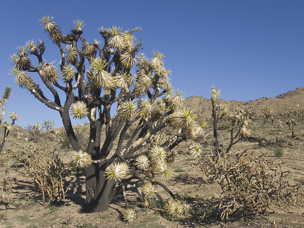 Joshua Tree, Mojave Preserve, California.  Click for next photo.