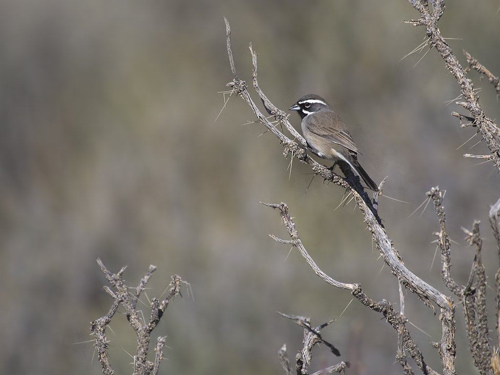 Black-throated sparrow, Mojave Preserve, California.  Click for next photo.
