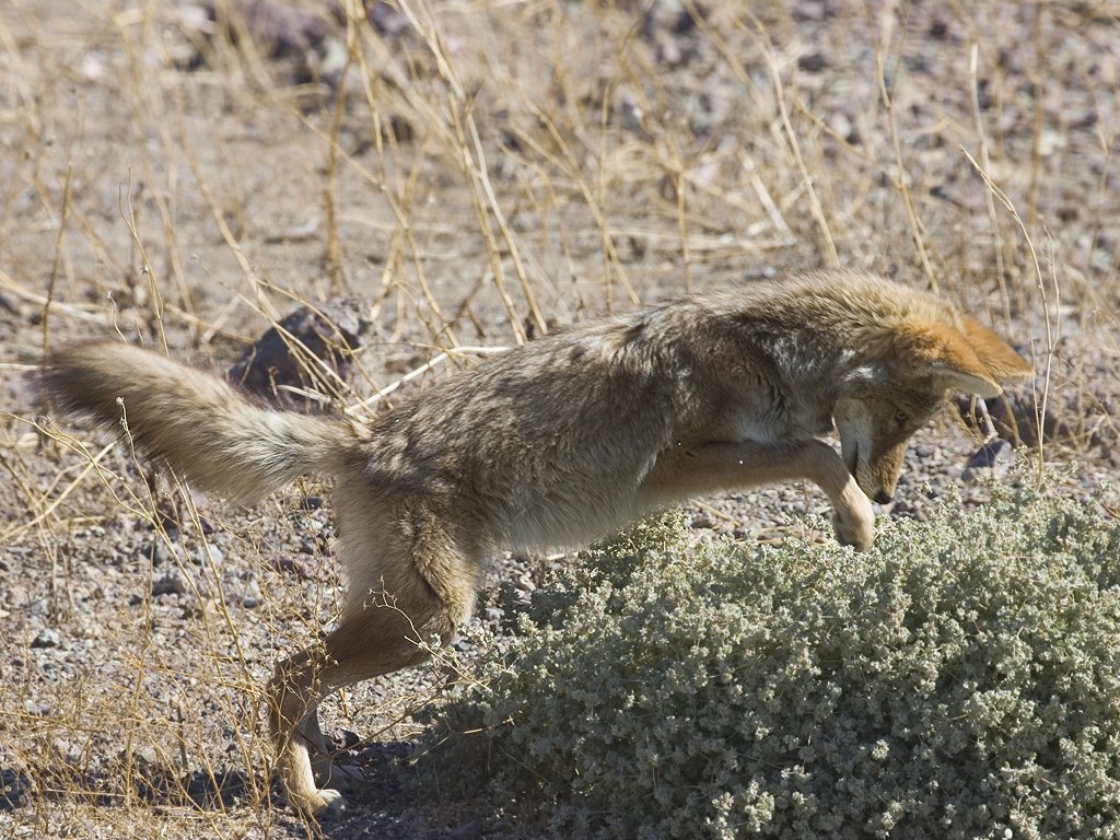 Coyote finds prey hiding in a bush, Death Valley.  Click for next photo.