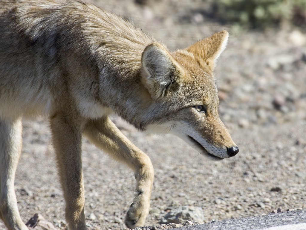 Coyote checks out some road kill in Death Valley, 2005.  Click for next photo.