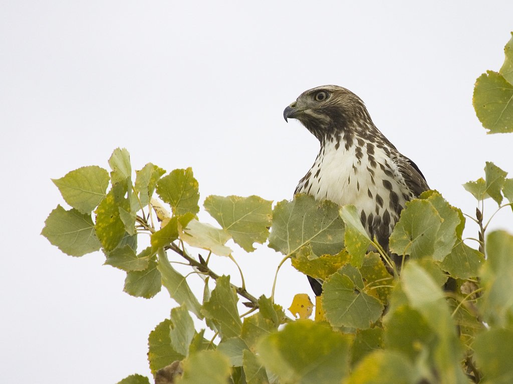 Red-tailed hawk, Bosque del Apache NWR.  Click for next photo.