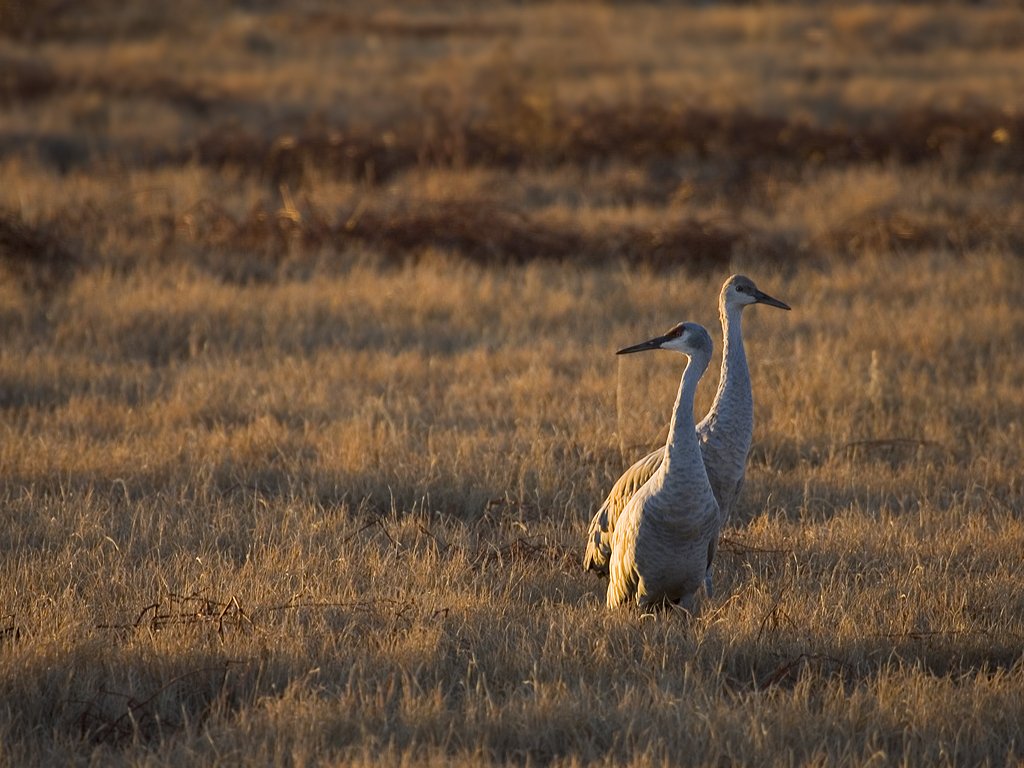 Cranes at dawn, Bosque del Apache NWR.  Click for next photo.