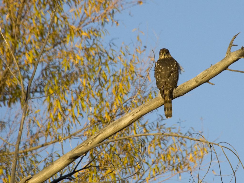 Hawk, I�m guessing broad winged, Bosque del Apache NWR.  Click for next photo.