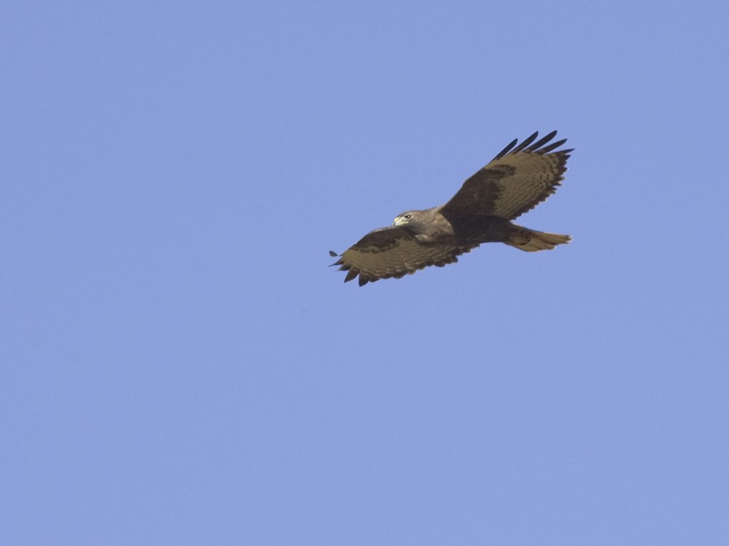 Hawk, Bosque del Apache NWR.  Click for next photo.