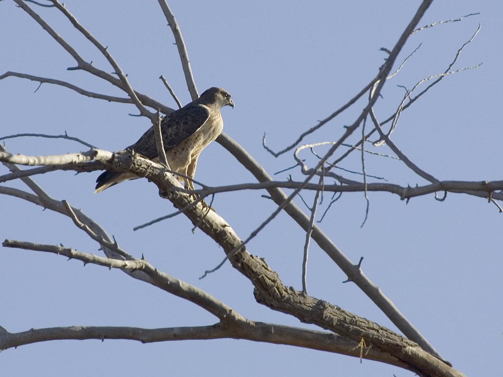 Hawk, Bosque del Apache NWR.  Click for next photo.