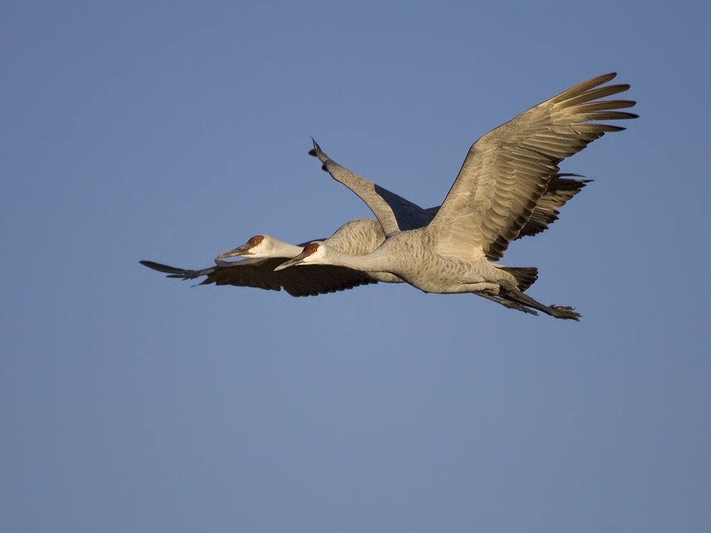 Sandhill cranes, Bosque del Apache NWR.  Click for next photo.