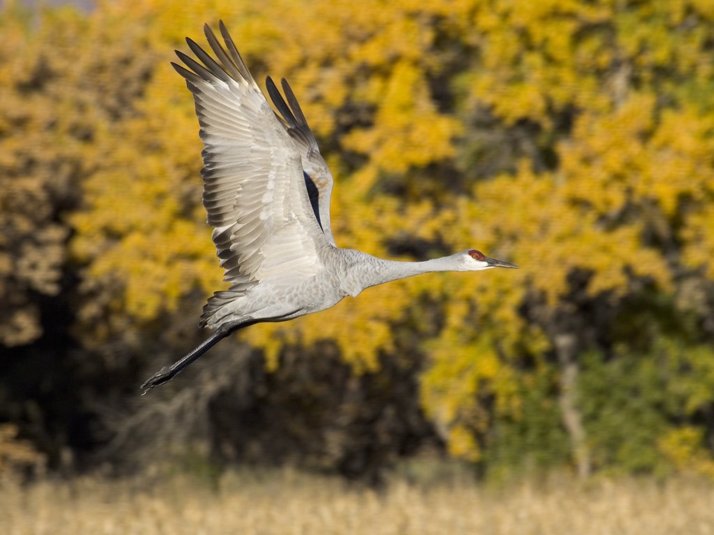 Sandhill crane, Bosque del Apache NWR.  Click for next photo.