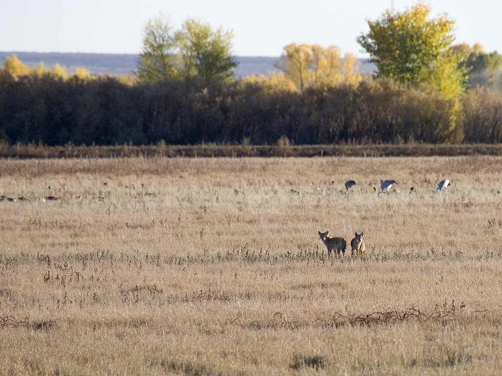 Two coyotes keep an eye on the cranes and geese, Bosque del Apache NWR.  Click for next photo.
