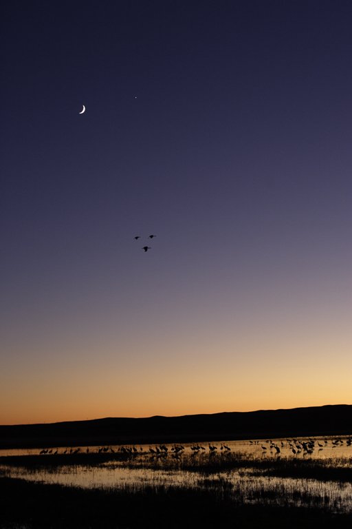 The Moon shines above as sandhill cranes settle down for the night, Bosque del Apache NWR.  Venus can be seen to the right of the Moon.  Click for next photo.