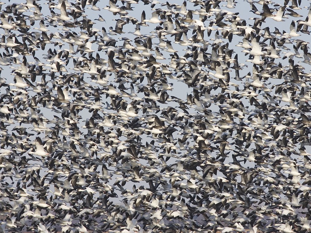 Snow Geese, Squaw Creek NWR, Missouri, December 2005.  Click for next photo.
