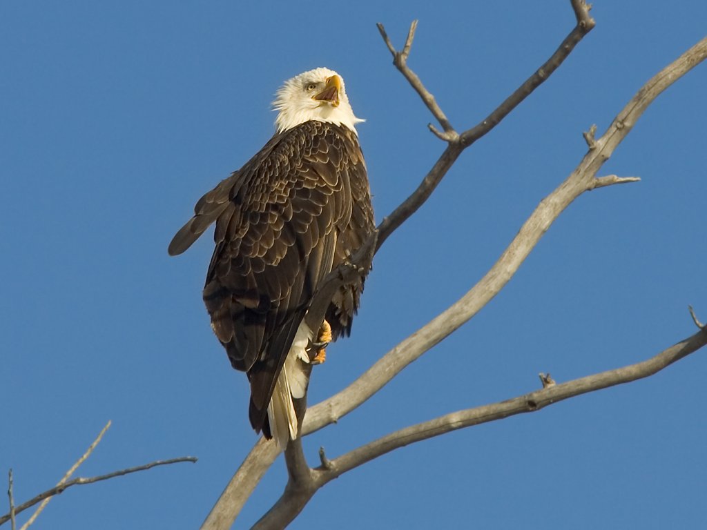 Bald Eagle, Squaw Creek NWR, Missouri, December 2005.  Click for next photo.