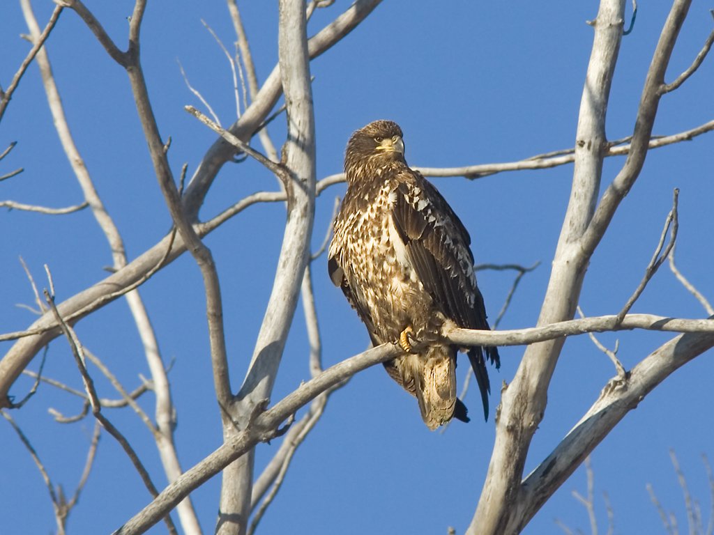 Juvenile Bald Eagle, Squaw Creek NWR, Missouri, December 2005.  Click for next photo.