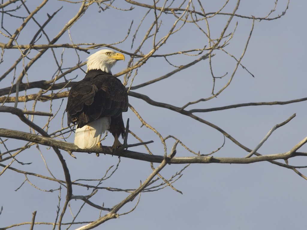 Bald Eagle, Squaw Creek NWR, Missouri, December 2005.  Click for next photo.