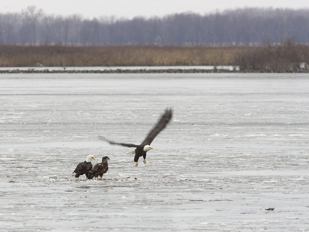 Bald Eagles on the ice, Squaw Creek NWR, Missouri, December 2005.  Click for next photo.