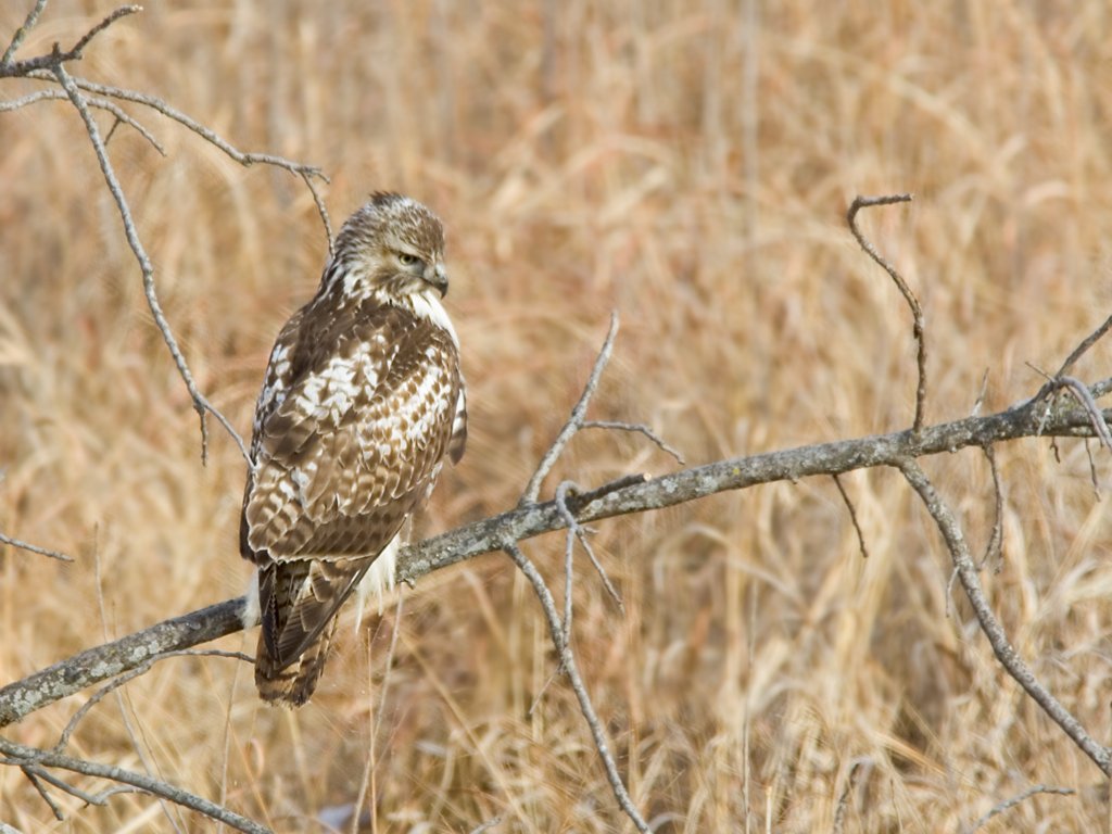 Red-tailed Hawk, Squaw Creek NWR, Missouri, December 2005.  Click for next photo.