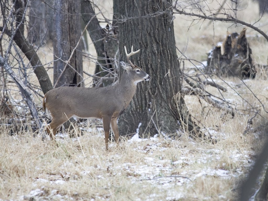 Deer, Squaw Creek NWR, Missouri, December 2005.  Click for next photo.