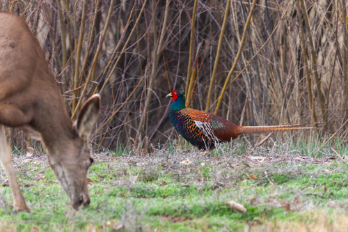 Pheasant, Bosque del Apache.