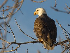 Missouri River Eagle