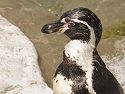 Humboldt Penguin, St. Louis Zoo.