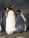 King Penguins, St. Louis Zoo.
