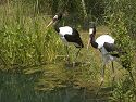 Saddle-billed storks from Africa, Kansas City Zoo.