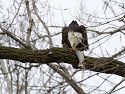 A Bald Eagle feasts on fish, 2005.  A few moments later another eagle tried to steal the fish, but I was changing camera equipment and missed it.