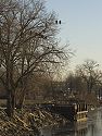 Twelve eagles share a tree in Keokuk, Iowa, 2005.