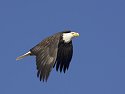 Bald Eagle along the Mississippi River, 2005.