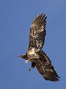 Juvenile Bald Eagle along the Mississippi River, 2005.