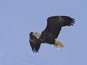 Bald Eagle along the Mississippi River, 2005.