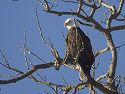 Bald Eagle along the Mississippi River, 2005.
