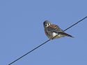 Kestrel, Western Illinois, 2005.